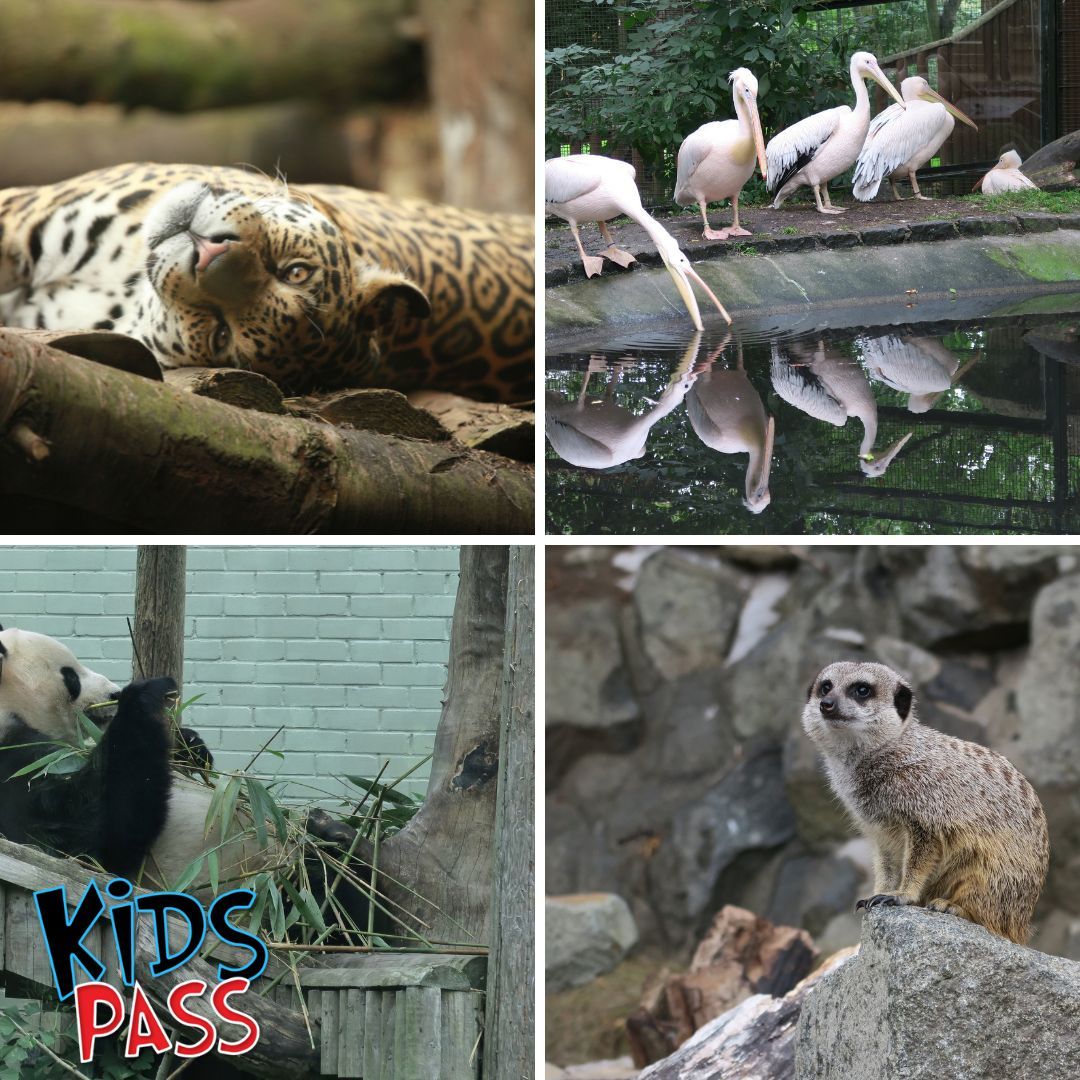 edinburgh-zoo-kids-pass